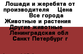 Лошади и жеребята от производителя. › Цена ­ 120 - Все города Животные и растения » Другие животные   . Ленинградская обл.,Санкт-Петербург г.